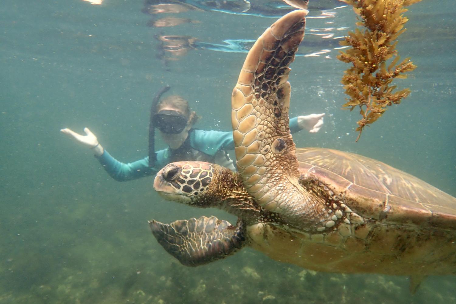 一名<a href='http://st6q.qlpty.com'>bv伟德ios下载</a>学生在Galápagos群岛游学途中与一只巨龟游泳.